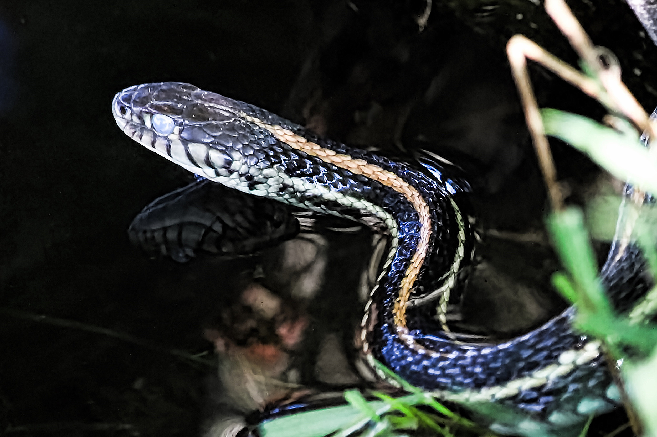 Closeup of a garter snake head with its' reflection in water