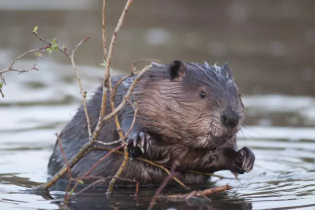 beaver in water leaning on a branch