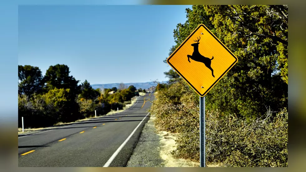 People In Wisconsin Now Hit The Most Deer In These 10 Counties