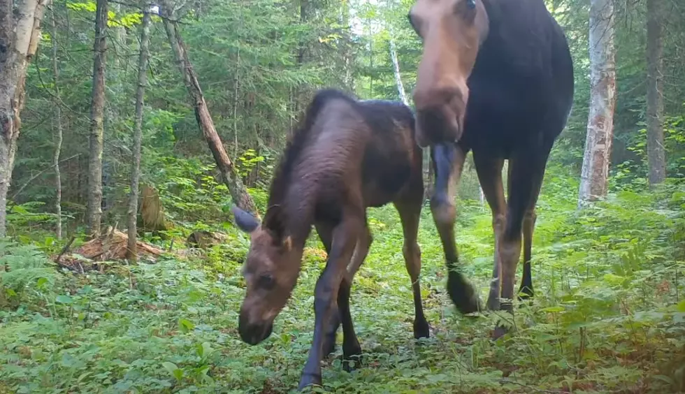See Northern Minnesota’s Wildlife Through Stunning Trail Camera Footage
