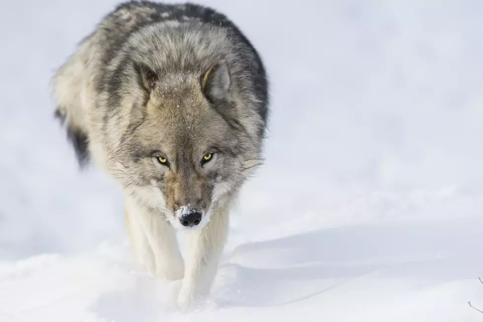 10 Members Of Congress From Minnesota + Wisconsin: ‘Delist Grey Wolves’