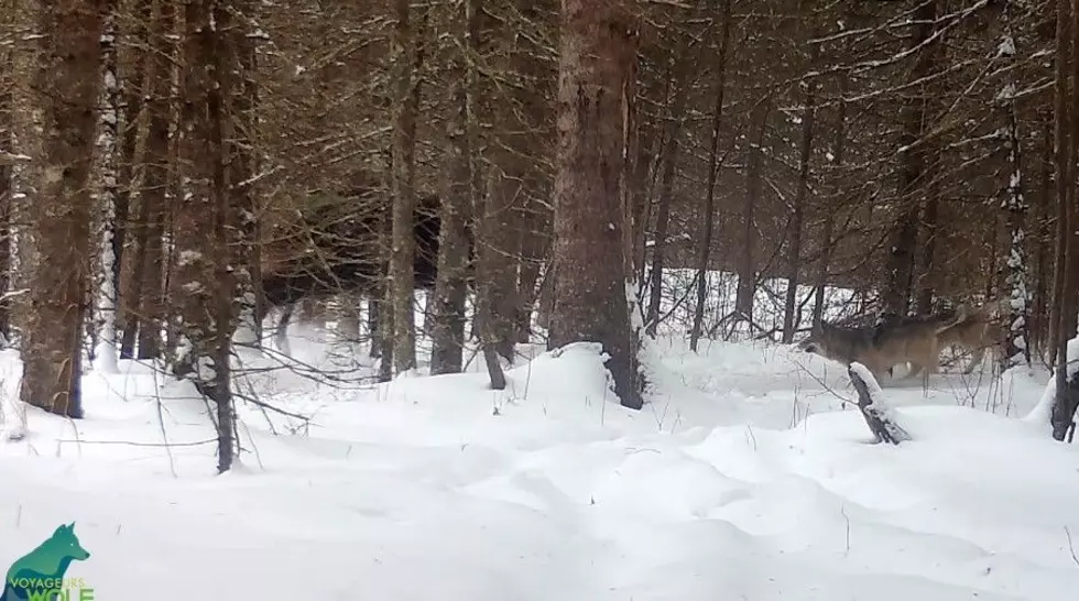 Wolves Chase A Moose In Stunning Voyageurs National Park Footage
