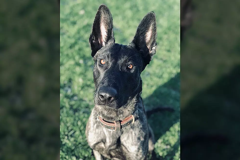 Students From South Ridge School Raise Money In Memory Of K-9 Luna