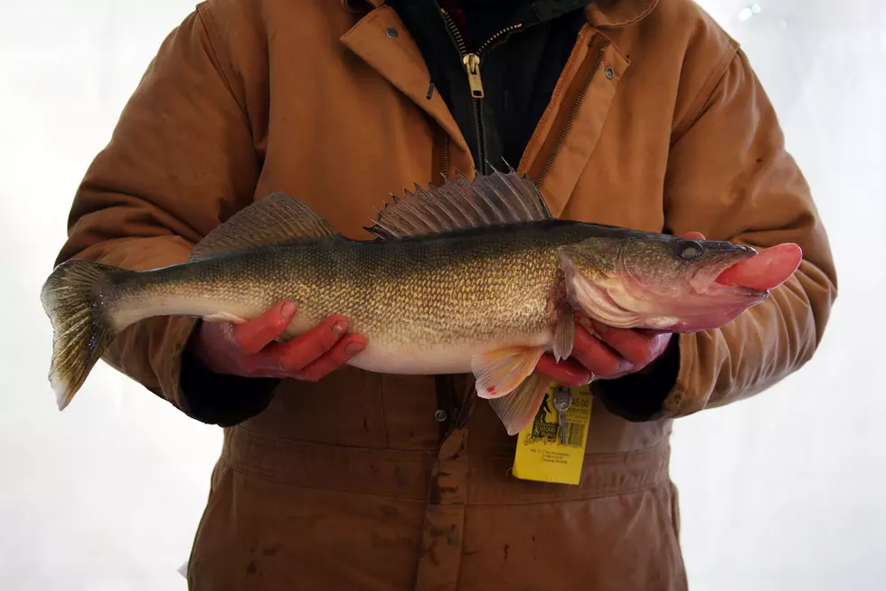 Minnesota DNR Changes Walleye Regulations On Popular Lake For Winter